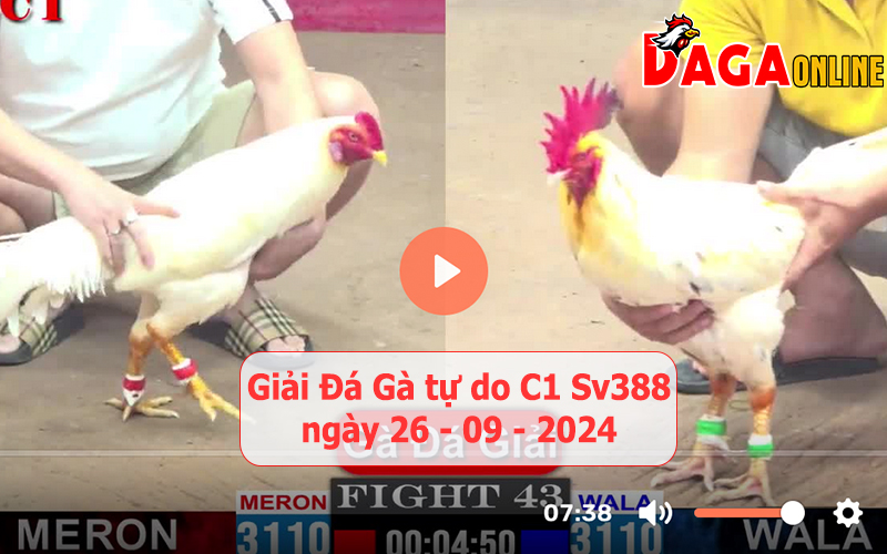 Giải đá gà tự do bồ C1 ngày 26-09-2024