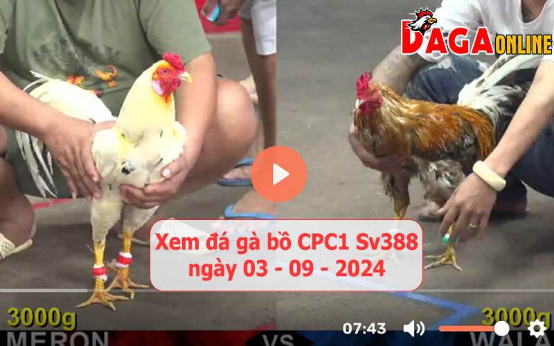 Xem đá gà bồ CPC1 Sv388 ngày 03-09-2024