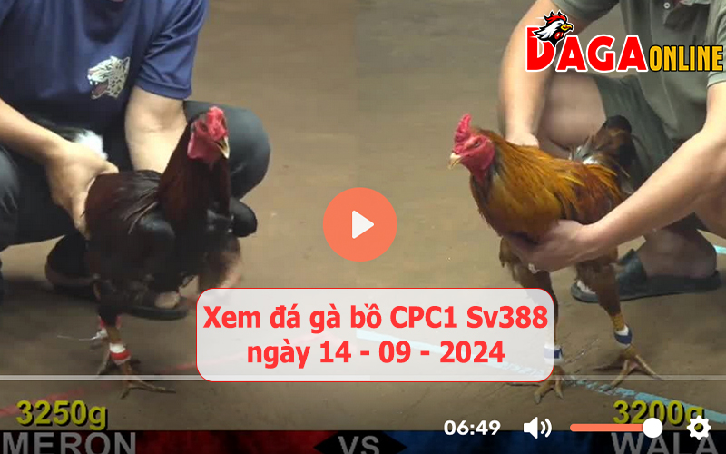 Xem đá gà bồ CPC1 Sv388 ngày 14-09-2024