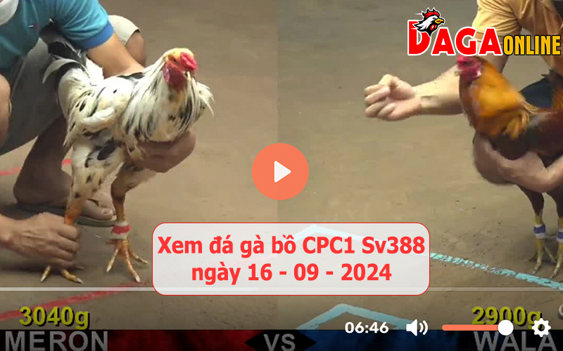 Xem đá gà bồ CPC1 Sv388 ngày 16-09-2024