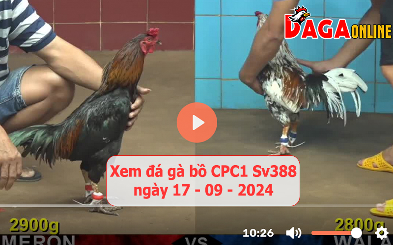 Xem đá gà bồ CPC1 Sv388 ngày 17-09-2024