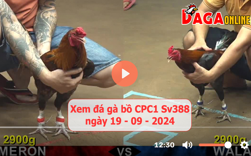 Xem đá gà bồ CPC1 Sv388 ngày 19-09-2024