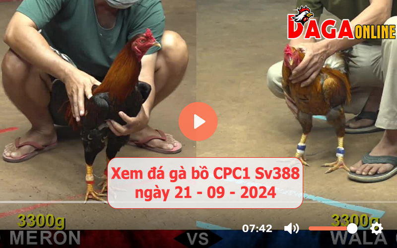 Xem đá gà bồ CPC1 Sv388 ngày 21-09-2024