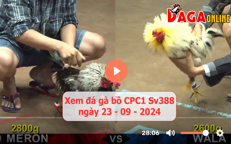 Xem đá gà bồ CPC1 Sv388 ngày 23-09-2024