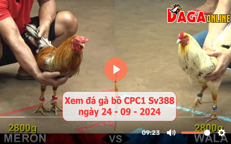 Xem đá gà bồ CPC1 Sv388 ngày 24-09-2024