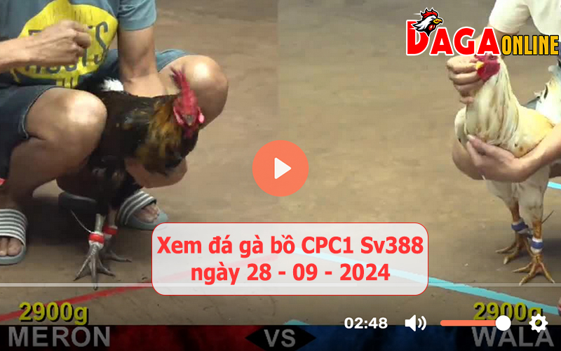 Xem đá gà bồ CPC1 Sv388 ngày 28-09-2024