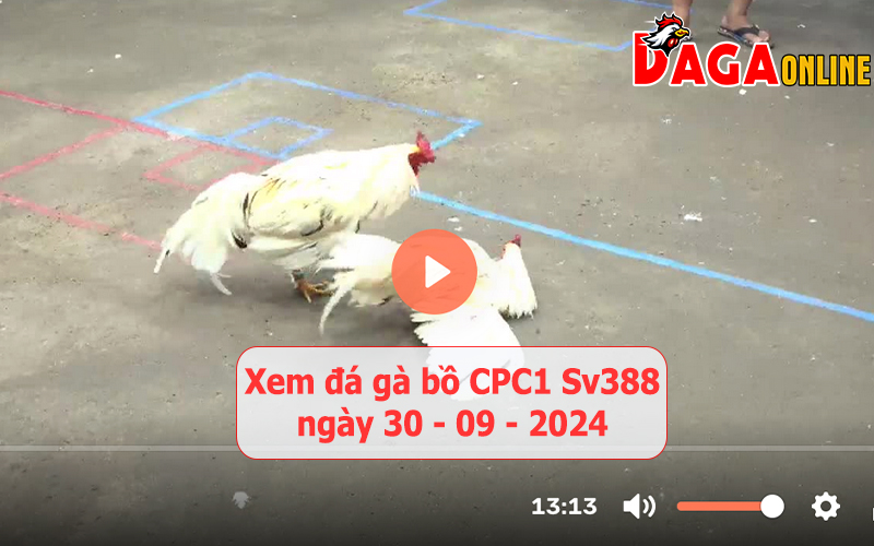 Xem đá gà bồ CPC1 Sv388 ngày 30-09-2024