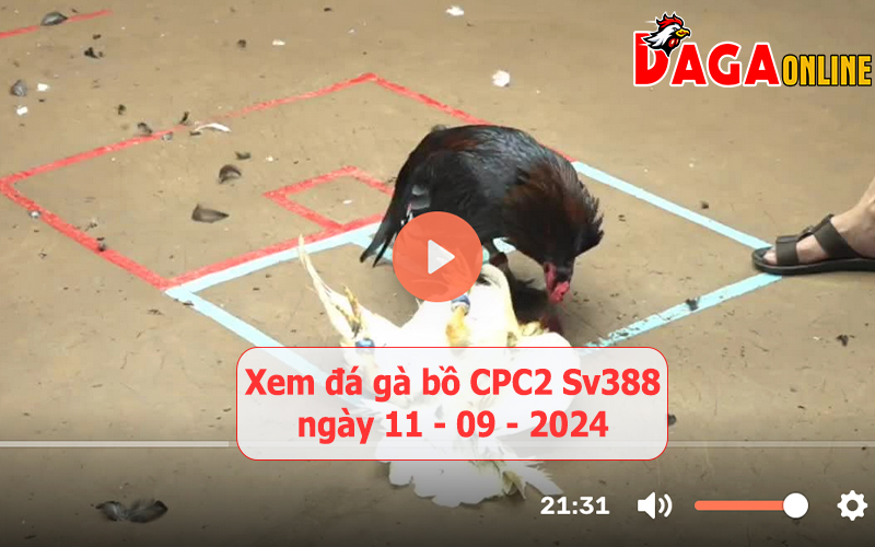 Xem đá gà bồ CPC2 Sv388 ngày 11-09-2024