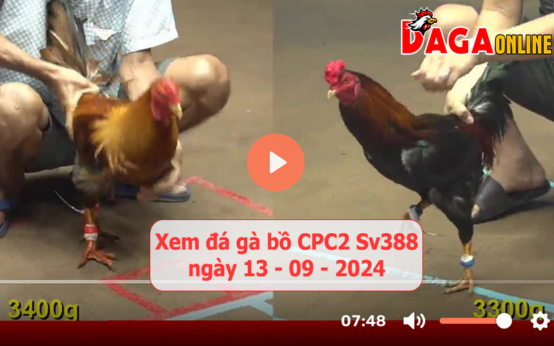 Xem đá gà bồ CPC2 Sv388 ngày 13-09-2024