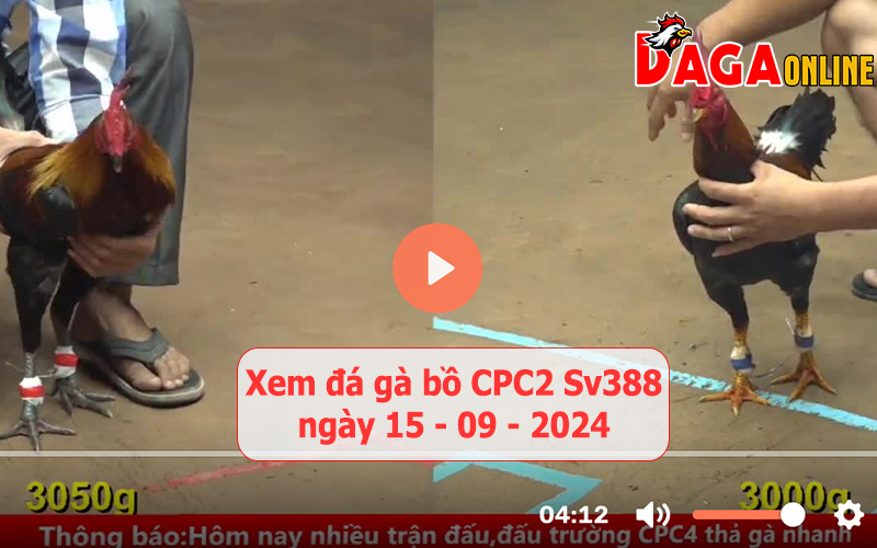 Xem đá gà bồ CPC2 Sv388 ngày 15-09-2024