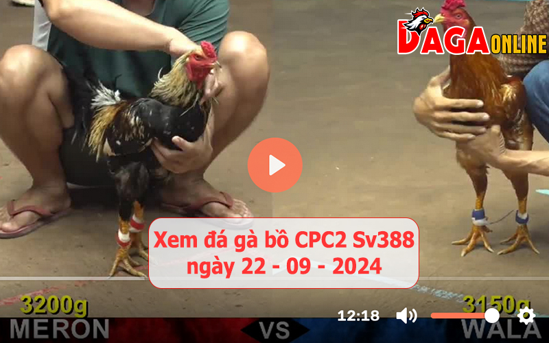 Xem đá gà bồ CPC2 Sv388 ngày 22-09-2024