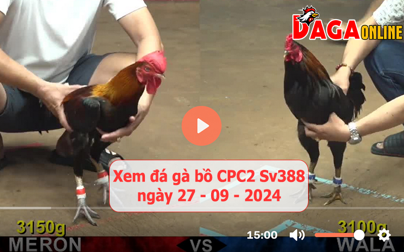 Xem đá gà bồ CPC2 Sv388 ngày 27-09-2024