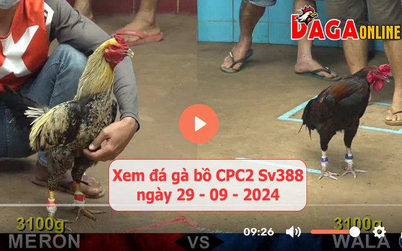 Xem đá gà bồ CPC2 Sv388 ngày 29-09-2024