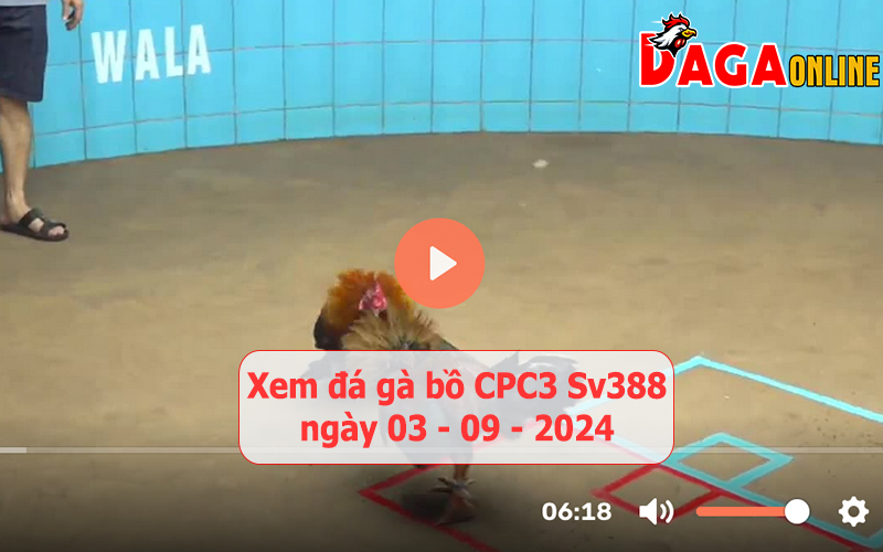 Xem đá gà bồ CPC3 Sv388 ngày 03-09-2024