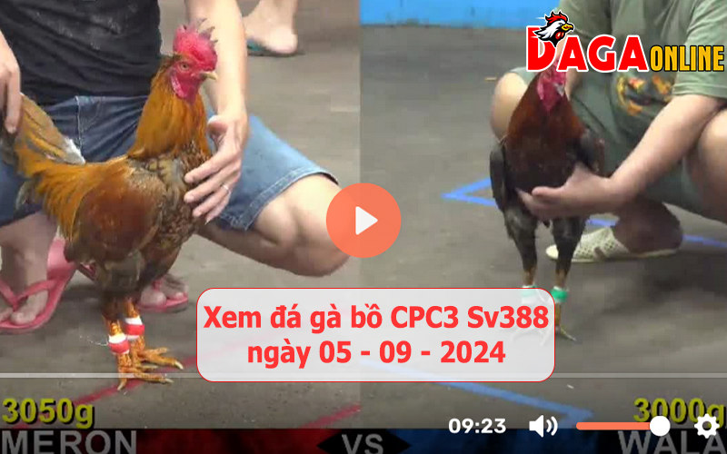 Xem đá gà bồ CPC3 Sv388 ngày 05-09-2024