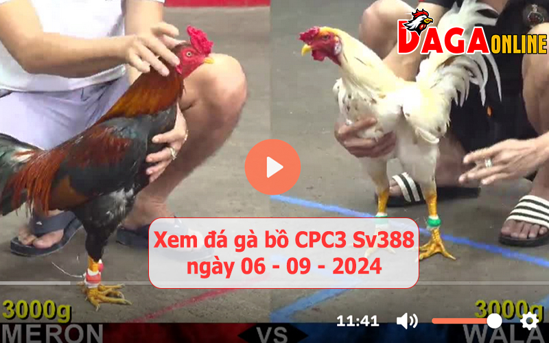 Xem đá gà bồ CPC3 Sv388 ngày 06-09-2024