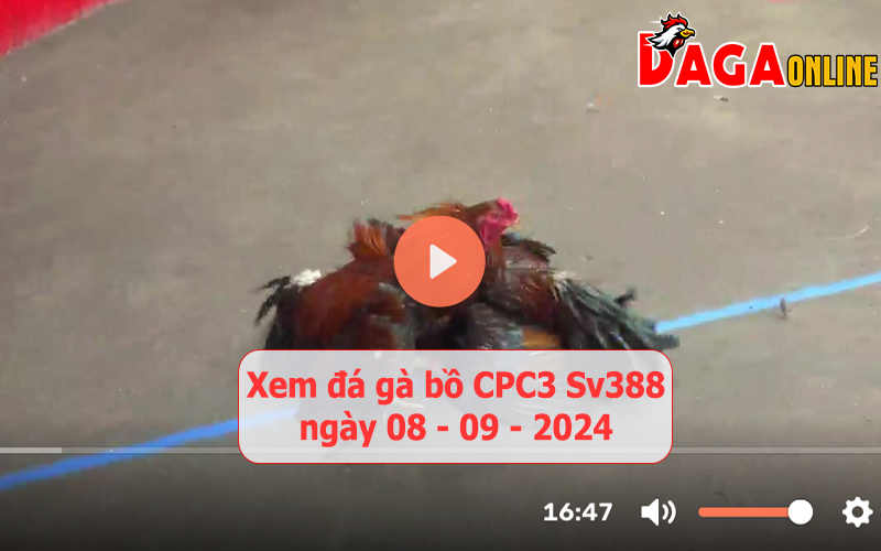 Xem đá gà bồ CPC3 Sv388 ngày 08-09-2024