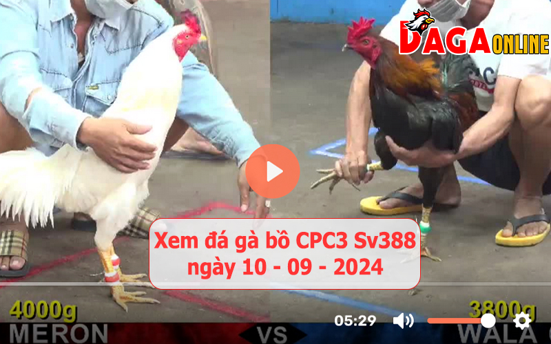 Xem đá gà bồ CPC3 Sv388 ngày 10-09-2024