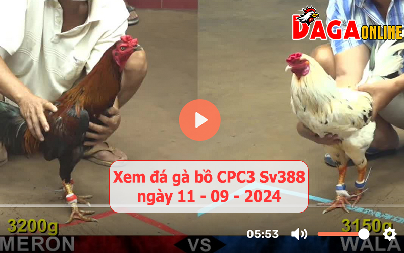 Xem đá gà bồ CPC3 Sv388 ngày 11-09-2024