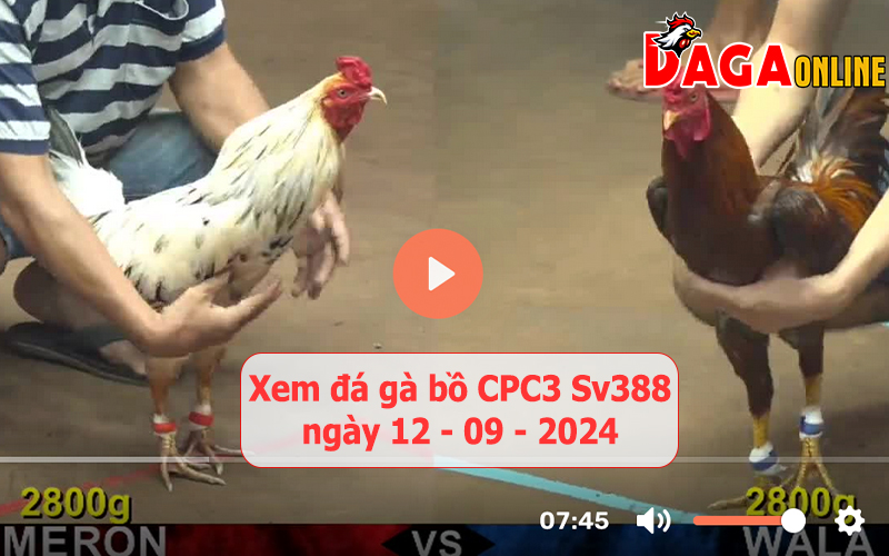 Xem đá gà bồ CPC3 Sv388 ngày 12-09-2024