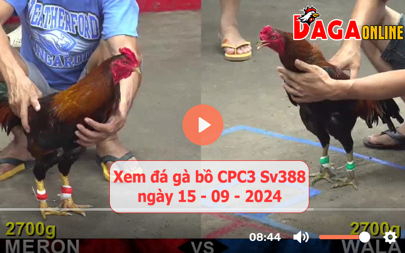 Xem đá gà bồ CPC3 Sv388 ngày 15-09-2024