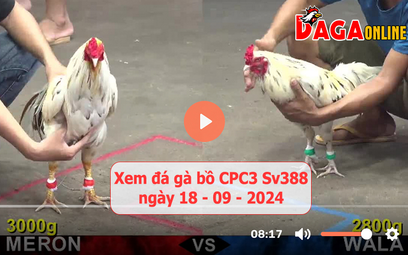 Xem đá gà bồ CPC3 Sv388 ngày 18-09-2024