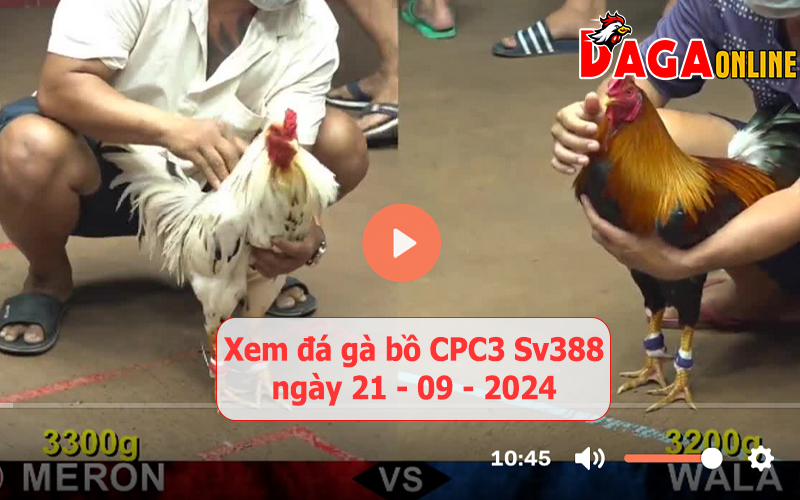 Xem đá gà bồ CPC3 Sv388 ngày 21-09-2024