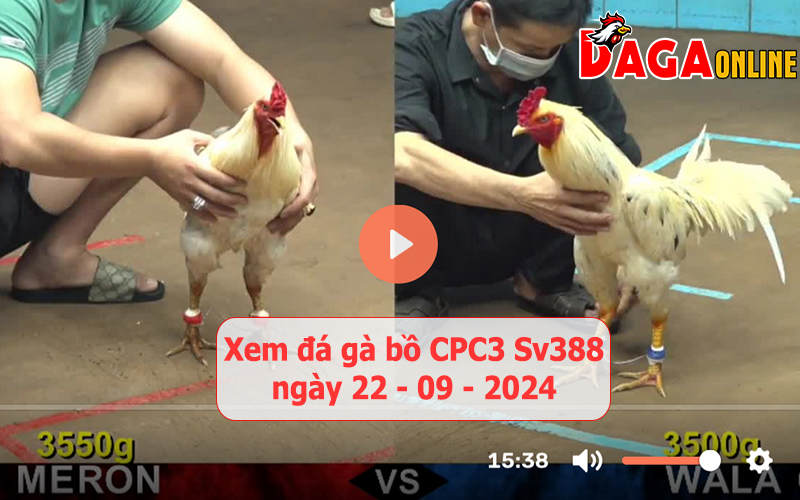 Xem đá gà bồ CPC3 Sv388 ngày 22-09-2024