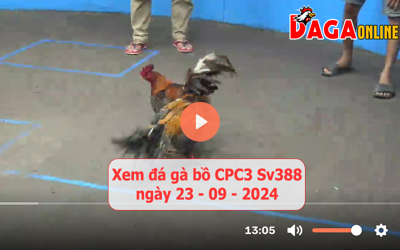 Xem đá gà bồ CPC3 Sv388 ngày 23-09-2024