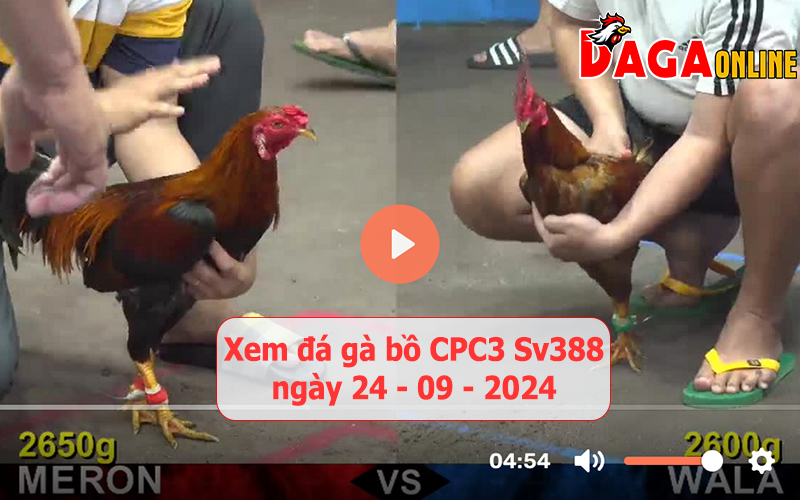 Xem đá gà bồ CPC3 Sv388 ngày 24-09-2024