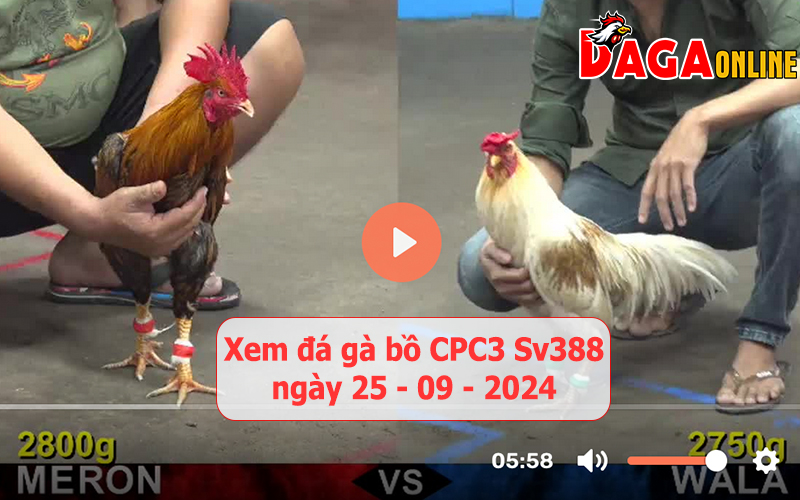 Xem đá gà bồ CPC3 Sv388 ngày 25-09-2024