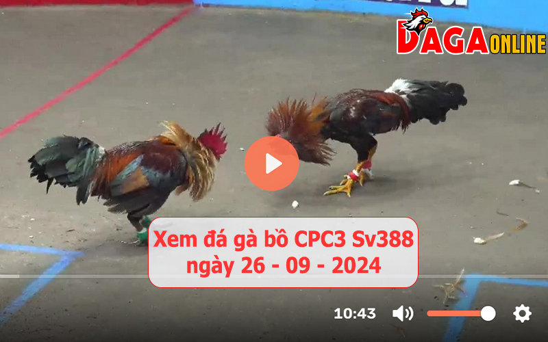 Xem đá gà bồ CPC3 Sv388 ngày 26-09-2024