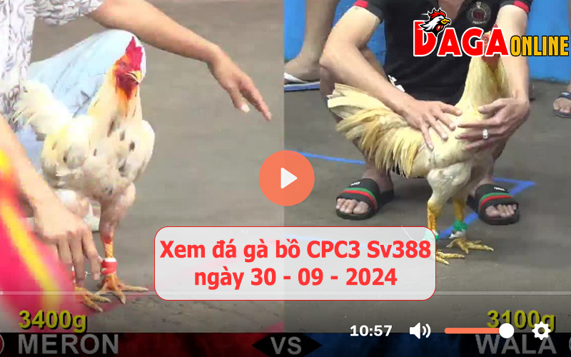 Xem đá gà bồ CPC3 Sv388 ngày 30-09-2024