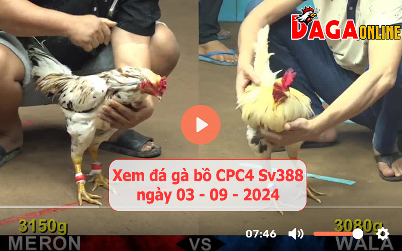 Xem đá gà bồ CPC4 Sv388 ngày 03-09-2024