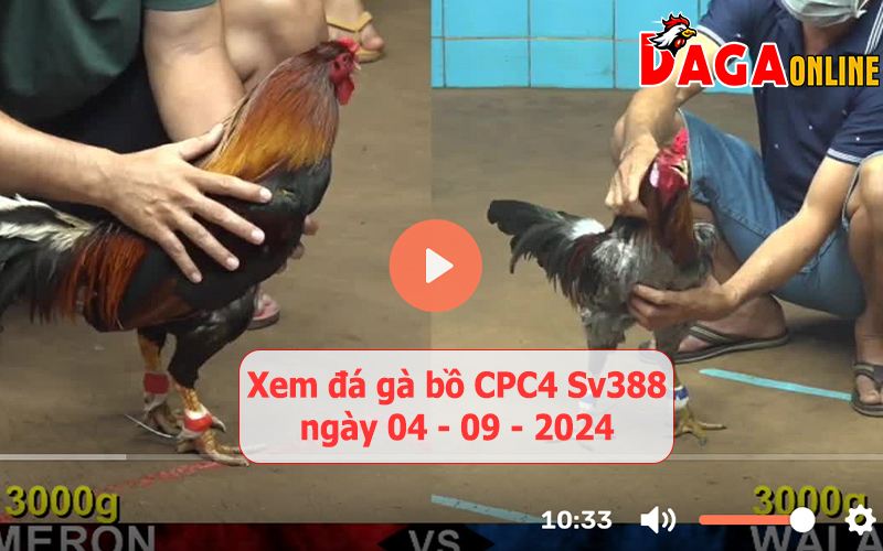 Xem đá gà bồ CPC4 Sv388 ngày 04-09-2024