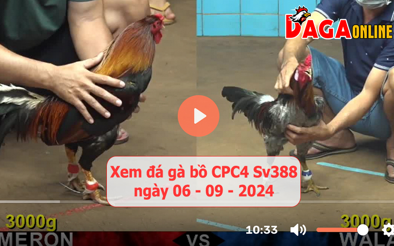 Xem đá gà bồ CPC4 Sv388 ngày 06-09-2024