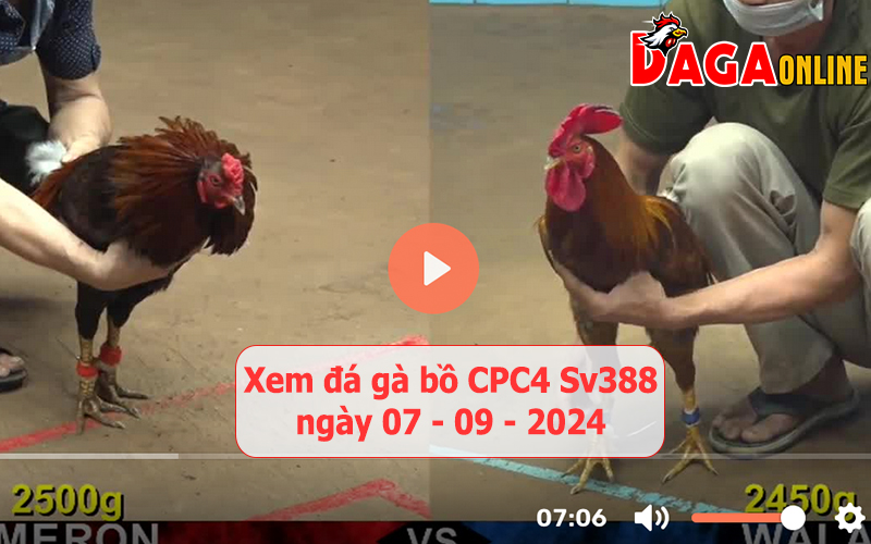 Xem đá gà bồ CPC4 Sv388 ngày 07-09-2024