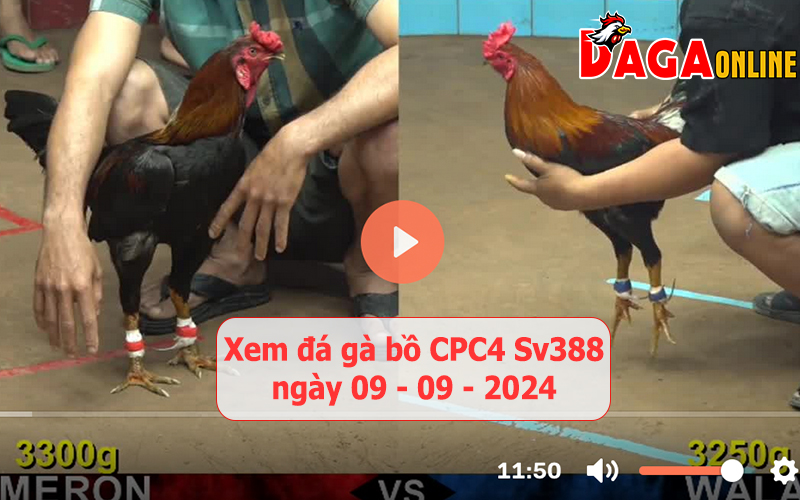 Xem đá gà bồ CPC4 Sv388 ngày 09-09-2024