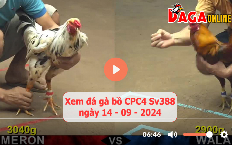 Xem đá gà bồ CPC4 Sv388 ngày 14-09-2024