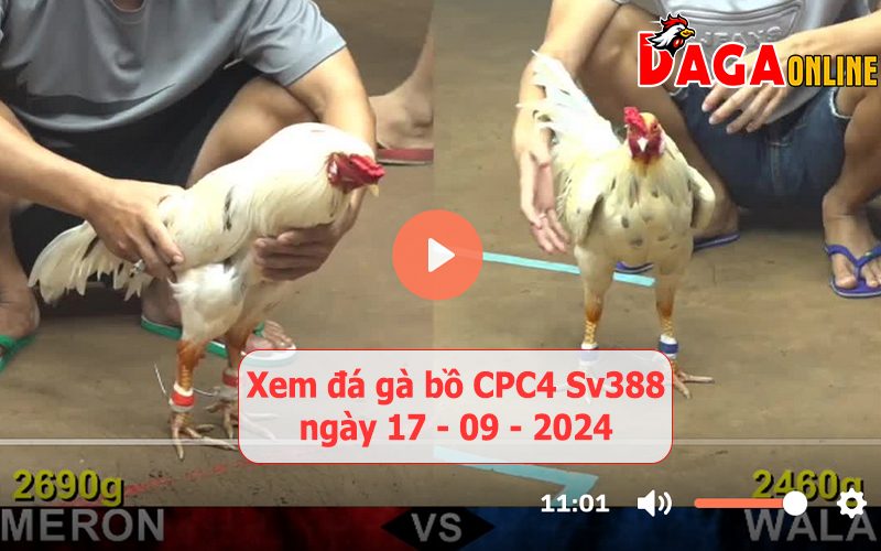 Xem đá gà bồ CPC4 Sv388 ngày 17-09-2024