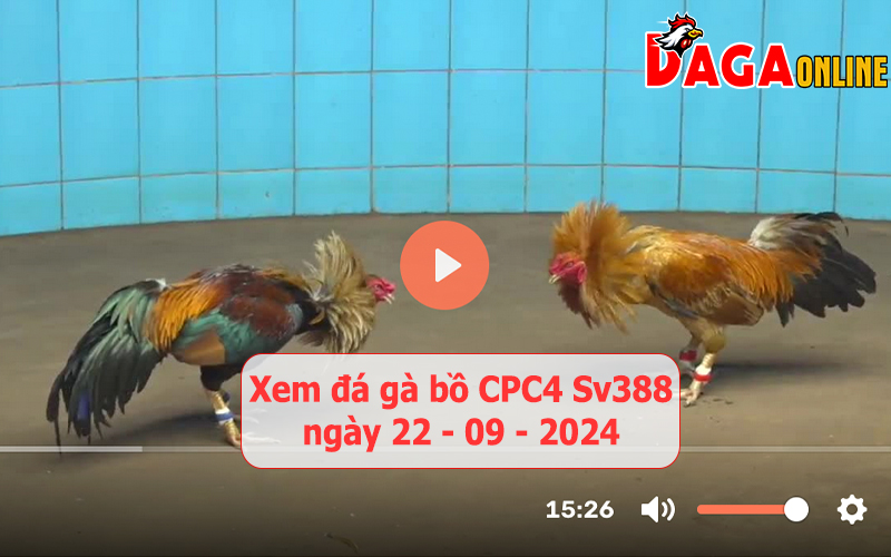 Xem đá gà bồ CPC4 Sv388 ngày 22-09-2024