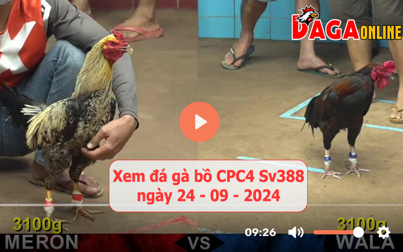 Xem đá gà bồ CPC4 Sv388 ngày 24-09-2024