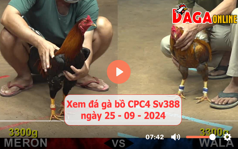 Xem đá gà bồ CPC4 Sv388 ngày 25-09-2024