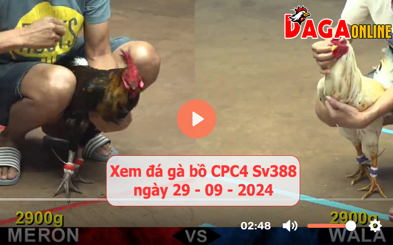 Xem đá gà bồ CPC4 Sv388 ngày 29-09-2024