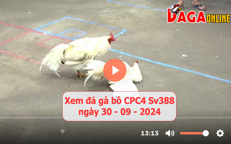 Xem đá gà bồ CPC4 Sv388 ngày 30-09-2024