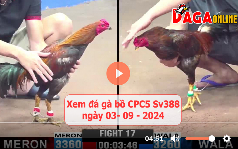 Xem đá gà bồ CPC5 Sv388 ngày 03-09-2024