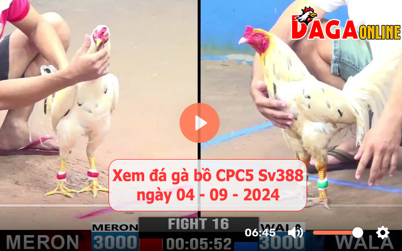 Xem đá gà bồ CPC5 Sv388 ngày 04-09-2024