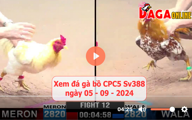 Xem đá gà bồ CPC5 Sv388 ngày 05-09-2024