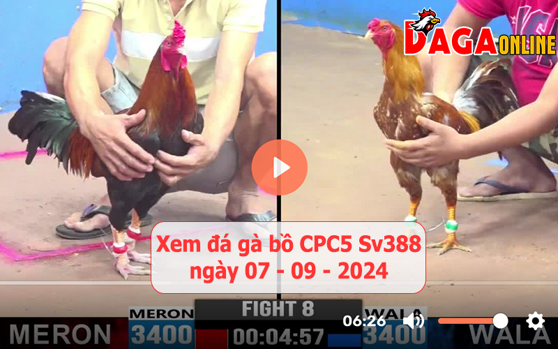 Xem đá gà bồ CPC5 Sv388 ngày 07-09-2024