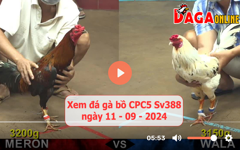 Xem đá gà bồ CPC5 Sv388 ngày 11-09-2024